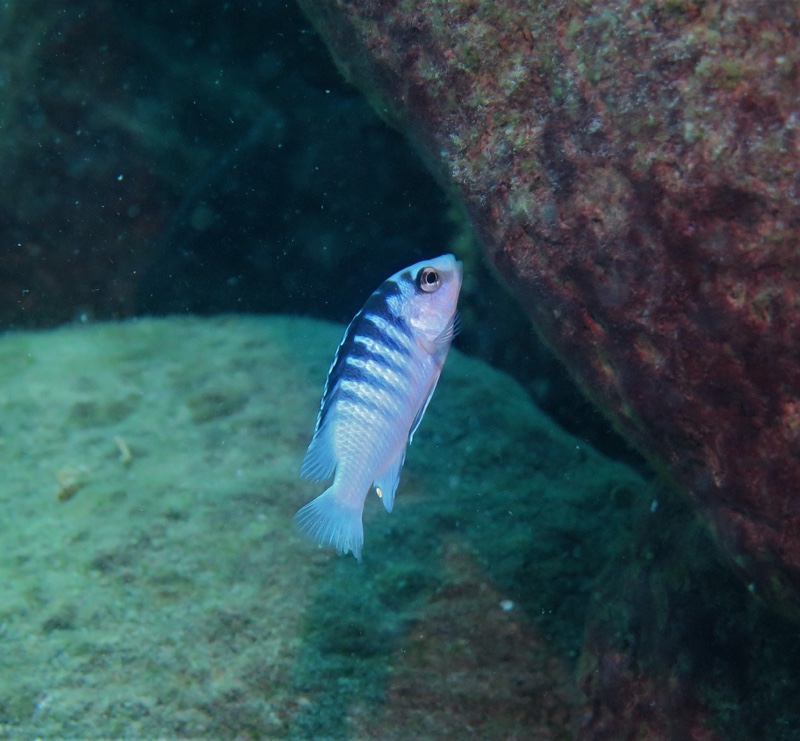 Labidochromis chisumulae 'Chizumulu Island'